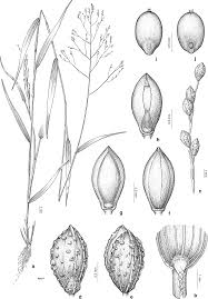 Image result for Panicum heterostachyum