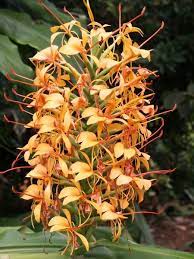Hedychium Anne Bishop Rabbit Resistant Plants Summer Flowers To Plant Plants