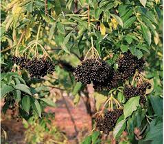 The common dallas red crape myrtle is brilliant red, the natchez white crape myrtles and the miami pink can be seen in many texas gardens. Ranch Elderberry Certified Organic Peaceful Heritage Nursery
