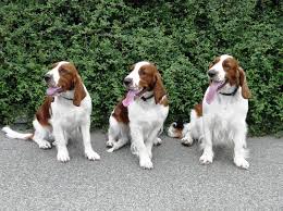 Image result for velššpringršpaněl