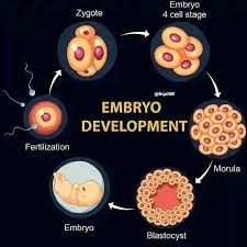 Image result for Embryo Development