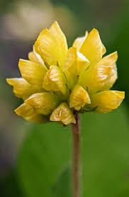 Image result for Trifolium dubium