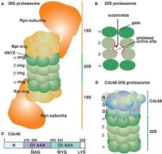 That is, proteins that were synthesized within the cell such as Frontiers Biological And Pathological Implications Of An Alternative Atp Powered Proteasomal Assembly With Cdc48 And The 20s Peptidase Molecular Biosciences