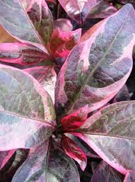 Image result for Pseuderanthemum