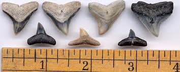 There are 473 bull shark tooth for sale on etsy, and they cost $29.69 on average. Fossil Shark Tooth Identification For Aurora North Caroina Fossilguy Com