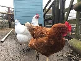 It's not for lack of given we just listed out 21 different animals and bugs that do and do not eat mosquitoes, we figured adding a quick summary table should help in. Do Chickens Eat Spiders They Do Chicken Chicks Info