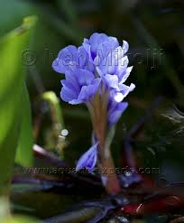 Check spelling or type a new query. Eichhornia Sp