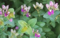 Image result for Polygala stenopetala