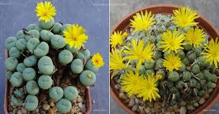 Image result for Chlorophytum nubicum