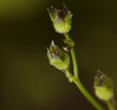 Image result for Genlisea subglabra