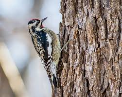 The sapsuckers are species of north american woodpeckers in the genus sphyrapicus. Duke Farms Explore January Yellow Bellied Sapsucker