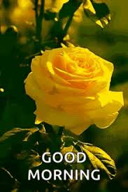 We are never too old to become better versions of ourselves good morning. Yellow Rose Gif Gifs Tenor