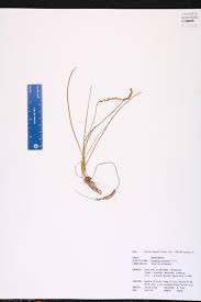 Image result for Juncaginaceae