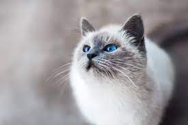 Blue Cat Pictures Download Free Images On Unsplash Animal Wallpaper Cute Animal Photos Cat Posters
