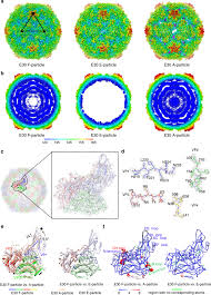 We did not find results for: Structures Of Echovirus 30 In Complex With Its Receptors Inform A Rational Prediction For Enterovirus Receptor Usage Nature Communications