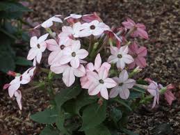 Image result for Nicotiana