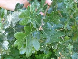 Image result for white oak leaf