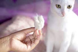 Haarausfall Bei Katzen Alopezie Symptome Behandlung