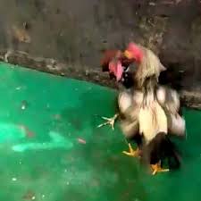 We did not find results for: Roosterfarm Instagram Posts Photos And Videos Picuki Com