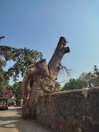 Historic Baobab tree at Wai Heritage Walk