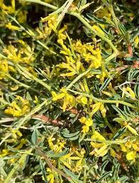 Image result for Hermannia eenii