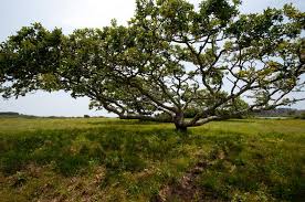 The Vineyard Gazette