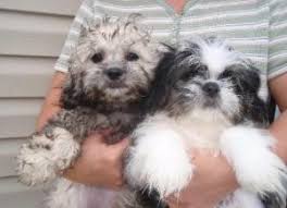 Check spelling or type a new query. 5 Best Shih Tzu Breeders In Illinois 2021 We Love Doodles