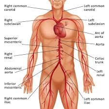 We did not find results for: Group 1 214 209 223 Cardiovascular System Lessons Blendspace