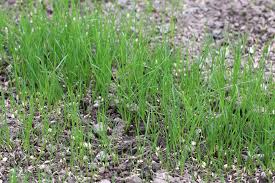 ✓ nach winter im frühjahr, am morgen ab wann und wann nach neusaat? Frisch Gesaten Rasen Mahen Ab Wann Ist Rasenmahen Sinnvoll