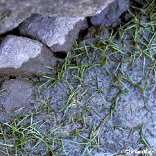 Image result for Subularia