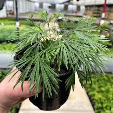 Image result for Actiniopteris radiata