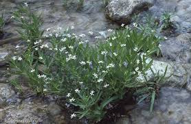 Image result for Justicia