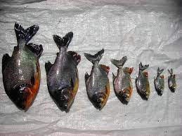 Ikan bawal merupakan jenis ikan dasar yang mempunyai harga jual cukup tinggi dimana ikan bawal termasuk juga dalam jenis ikan dasar atau. Fakta Menarik Mengenari Ikan Bawal Yang Belum Kita Ketahui