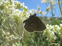 Image result for Satyrium flavum