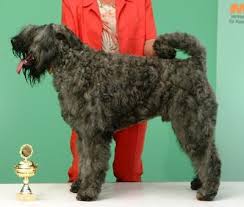This video was made for the ambient wonder 'standing on the shoulders of giants' event at greenbelt '09. Bouvier Des Flandres Vdh Rasselexikon 2021