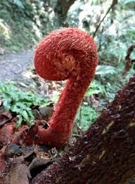 Image result for Cyathea manniana