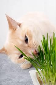 If your cat is throwing up, i suggest you take her/him to the vets. Why Is My Cat Throwing Up Clear Liquid The Pets Kb