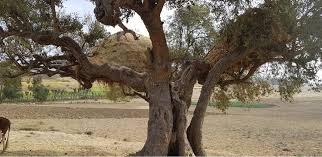 How long after you plant an apple tree should you hope to have apples? Trees In The Spotlight Weforest