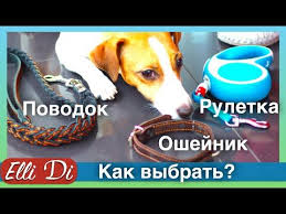 zootovary ruletka oshejnik povodok dlya sobak pokupki iz z animals dogs elli