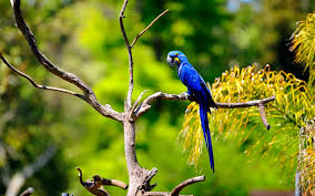 Birds hd wallpapers image gallery. Wallpaper 1920x1200 Px 26 Bird Macaw Parrot Tropical 1920x1200 Coolwallpapers 1664099 Hd Wallpapers Wallhere