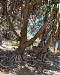 Holidayherethisyear North Stradbroke Island In 2020 Stradbroke Island Tourism Beautiful Destinations