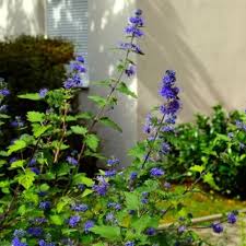 Image result for Caryopteris odorata