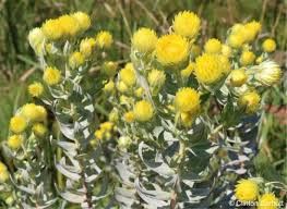 Image result for Helichrysum foetidum
