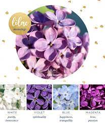 Maybe you would like to learn more about one of these? Lilac Meaning And Symbolism Ftd Com