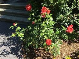 Usda zone 6b and warmer. Hot Chocolate Or Hot Cocoa