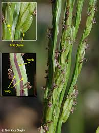 Image result for Digitaria hyalina