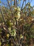 Image result for Turraea zambesica