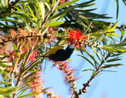 Image result for Plicosepalus sagittifolius