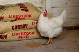 How To Save Money On Chicken Feed
