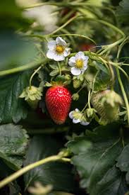 Pin Auf Strawberry Lane